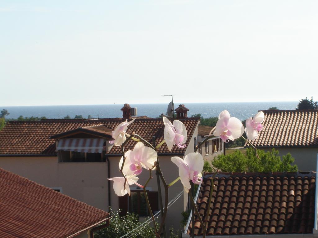 Apartments Miani Novigrad Istria 외부 사진